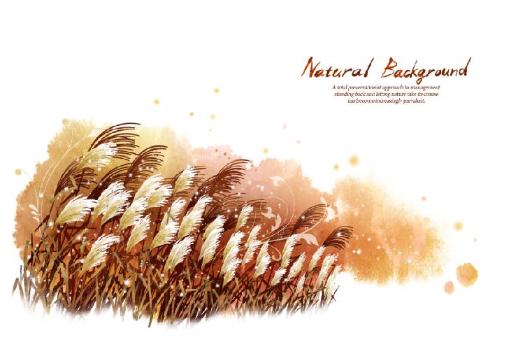 芦苇 狗尾巴草 彩雕板 芦苇 狗尾巴草 芦苇 植物 手绘 英文 移门腰线 